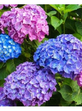 Букет Роуз (Bouquet Rose)